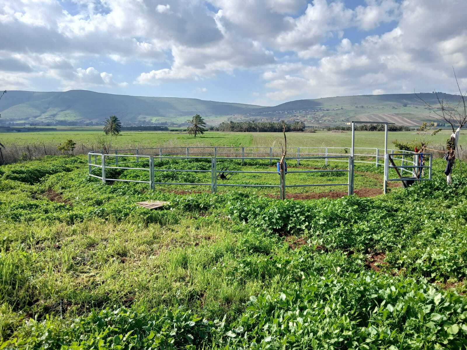 טיולי סוסים